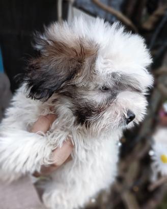 Coton de Tulear. Razza ancora molto rara da trovar