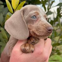 Bassotto tedesco kaninchen / nano