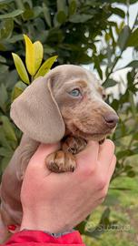 Bassotto tedesco kaninchen / nano