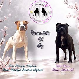 Staffordshire bull terrier