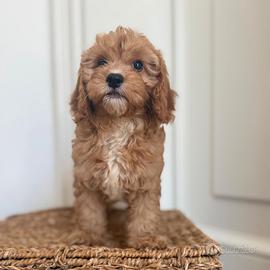 Cuccioli Cavapoo disponibili Cavapu