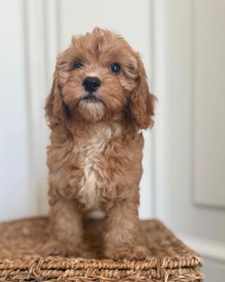 Cuccioli Cavapoo disponibili Cavapu