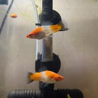 Portaspada Koi coppie