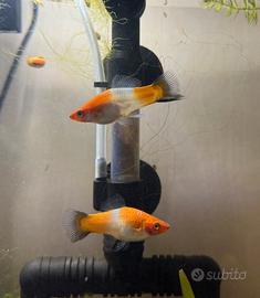 Portaspada Koi coppie