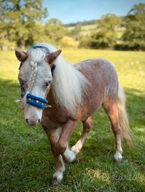 pony falabella.