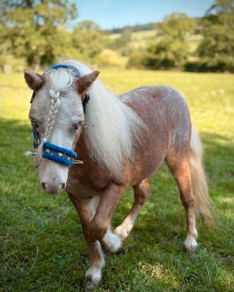 pony falabella.
