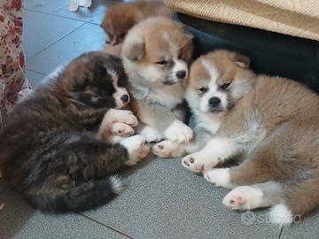 Akita cuccioli