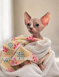 Cuccioli Sphynx con pedigree
