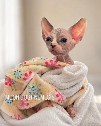 Cuccioli Sphynx con pedigree