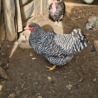 Gallina amrocks