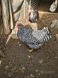 Gallina amrocks