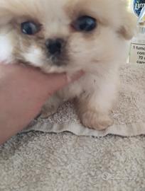 Adorabili