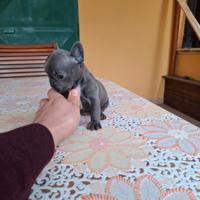 Cuccioli di bulldog francese blu