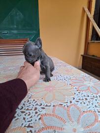 Cuccioli di bulldog francese blu