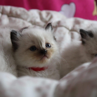 Gattini Ragdoll/ cuccioli ragdoll