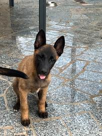 Pastore belga Malinois