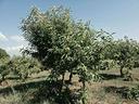 terreno-agricolo-caprarola