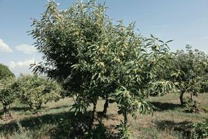 Terreno Agricolo - Caprarola