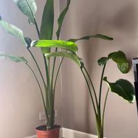 Pianta da appartamento (strelitzia nicolai)