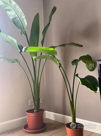 Pianta da appartamento (strelitzia nicolai)