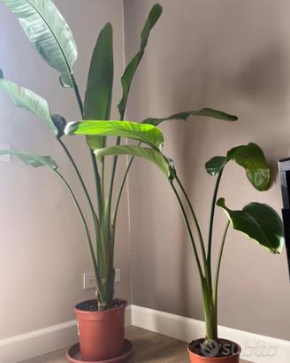 Pianta da appartamento (strelitzia nicolai)