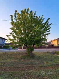 Alberi di gelso "moraro"