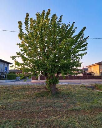 Alberi di gelso "moraro"