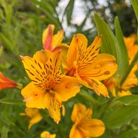 Pianta di Alstroemeria - giglio del Perù