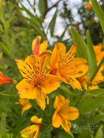 Pianta di Alstroemeria - giglio del Perù