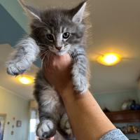 Maine Coon disponibile