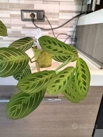 Maranta leuconeura - Lemon Lime - Pianta da intern