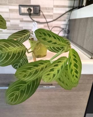 Maranta leuconeura - Lemon Lime - Pianta da intern