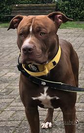 Pitbull american terrier disponibile per la monta