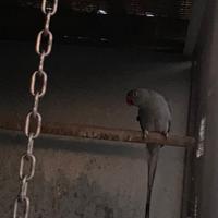 Parrochetti dal collare