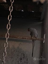 Parrochetti dal collare