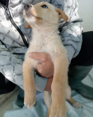 Cucciolo maschio