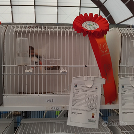 Canarini novelli foi 2025