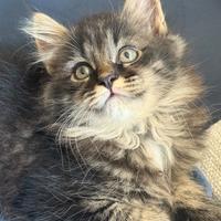 Piccoli gatti siberiano