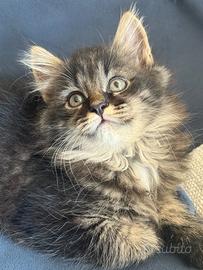 Piccoli gatti siberiano