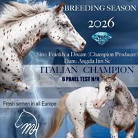 Cavallo stallone appaloosa per monte
