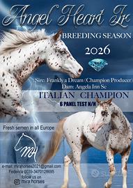 Cavallo stallone appaloosa per monte