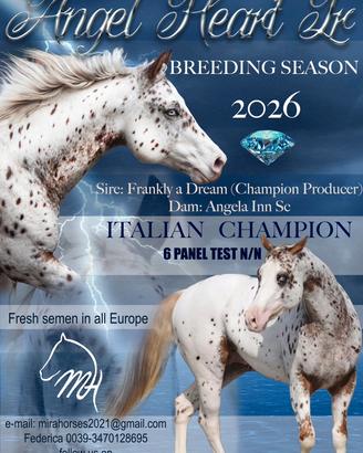 Cavallo stallone appaloosa per monte