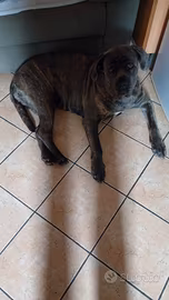 Cane corso