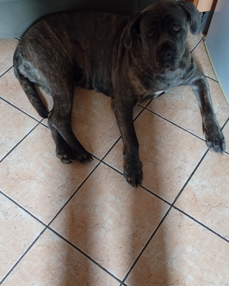 Cane corso