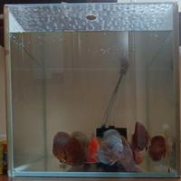 Acquario