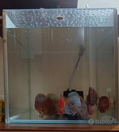 Acquario