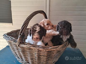 Lagotto romagnolo con pedigree
