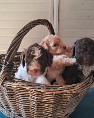 Lagotto romagnolo con pedigree