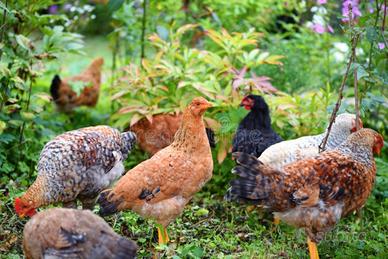 Disponibili galletti e galline