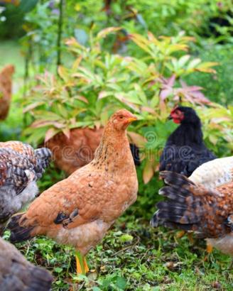 Disponibili galletti e galline